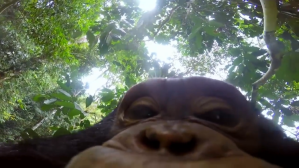 Chimp on Camera