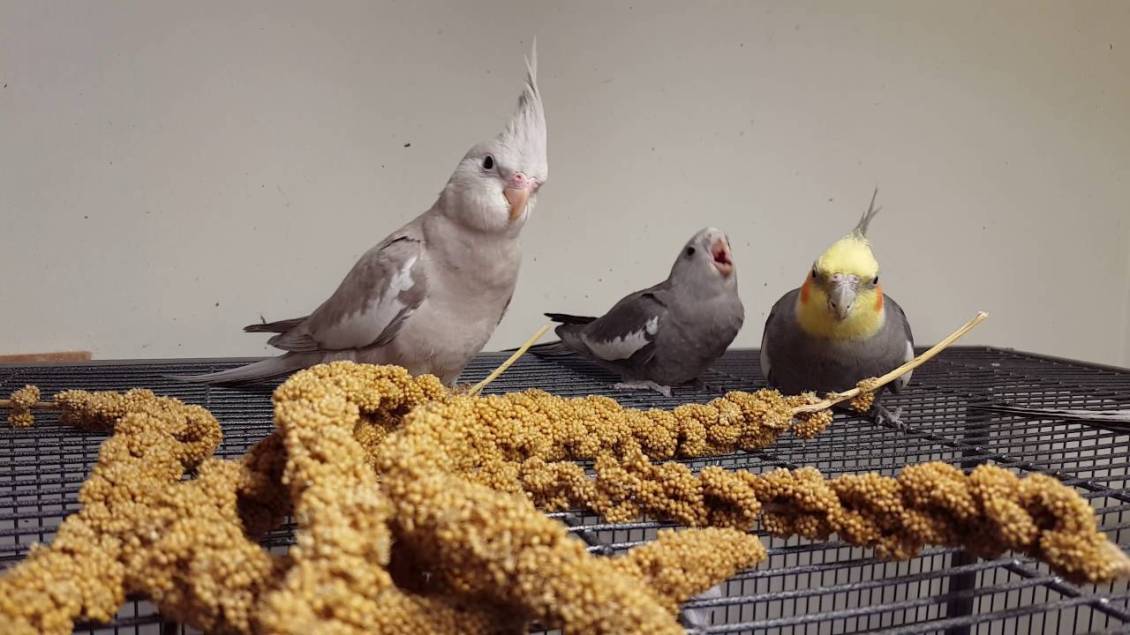 Cockatiel Teaches Son How to Eat
