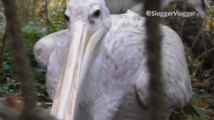 cranky-pelican.png