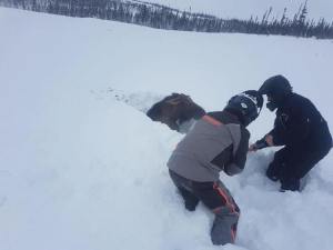 Digging Moose Out From Snow