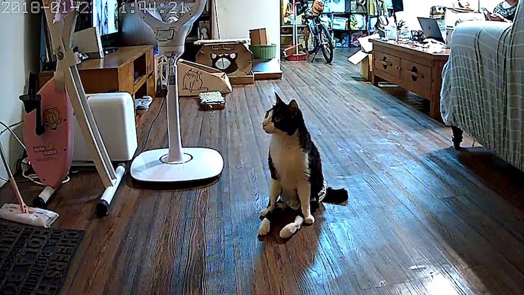 disabled-cat-greets-his-human-at-door.jp