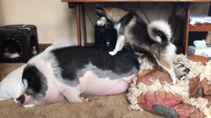 Dog Trying to Wake Pig