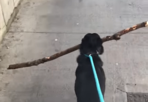 Dog With Giant Stick