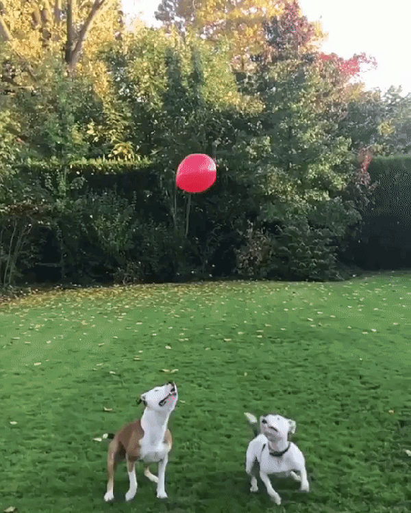 Dogs Keeping Balloon Alight