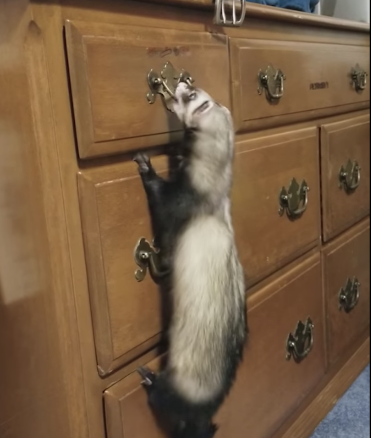 ferret-dresser-drawer.png