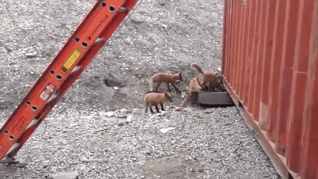 Foxes Scavenge for Food
