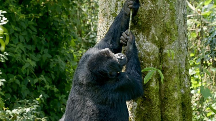 gorilla-climbing-and-falling-e1514921136