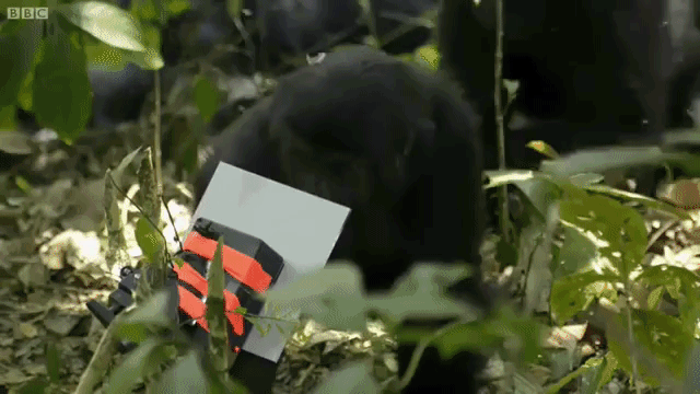 Gorilla in Mirror
