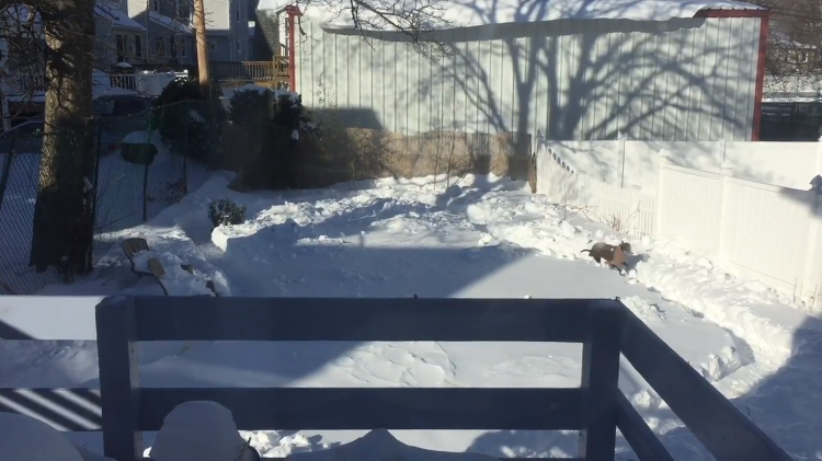 greyhound-on-snowy-path.png