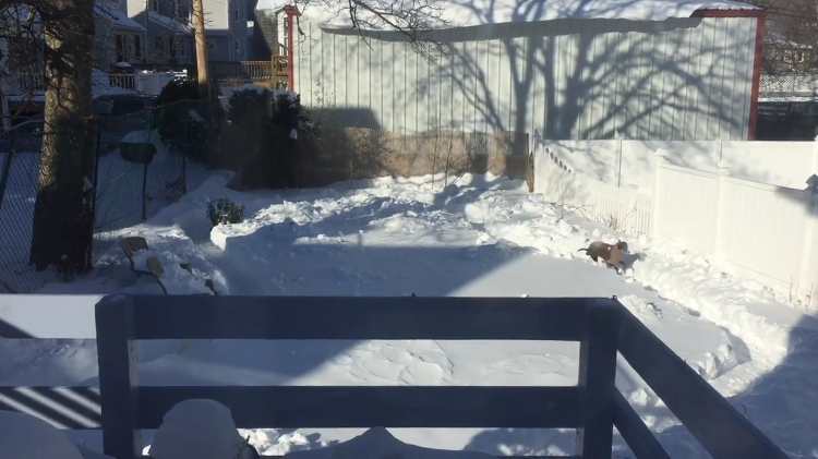 Greyhound on Snowy Path