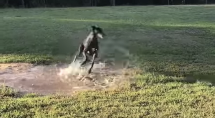 greyhound-puddle-zoomies1.png