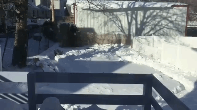 Greyhound Running Snowy Track