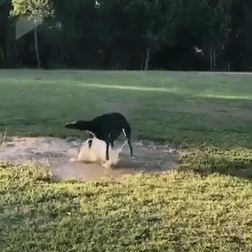 Greyhound Zoomies in a Puddle