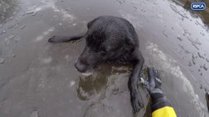 Hardy Rescue Dog From Ice