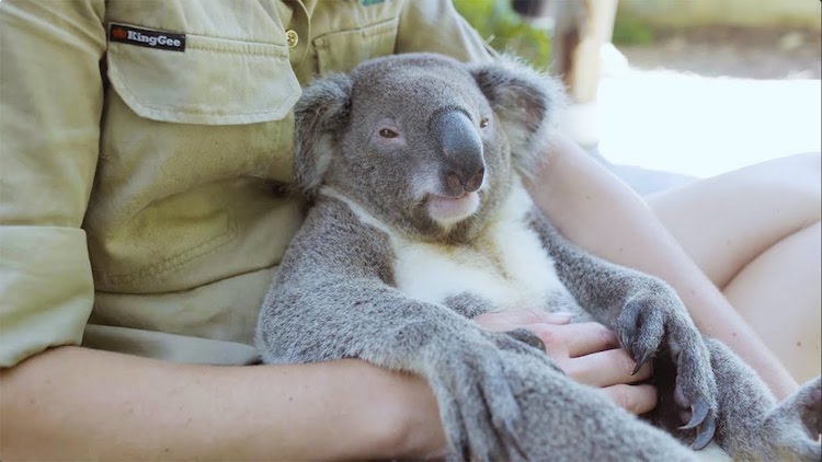 Harry the Chillest Koala