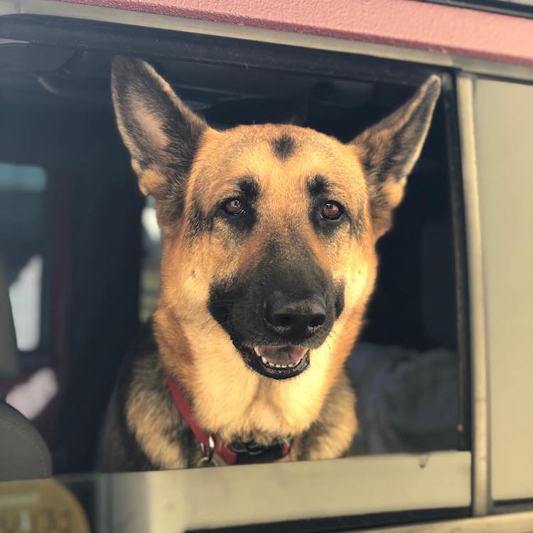 heidi-the-dog-at-einstein-bagels.jpg