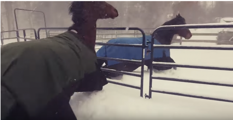Horses Turn Around In Snow