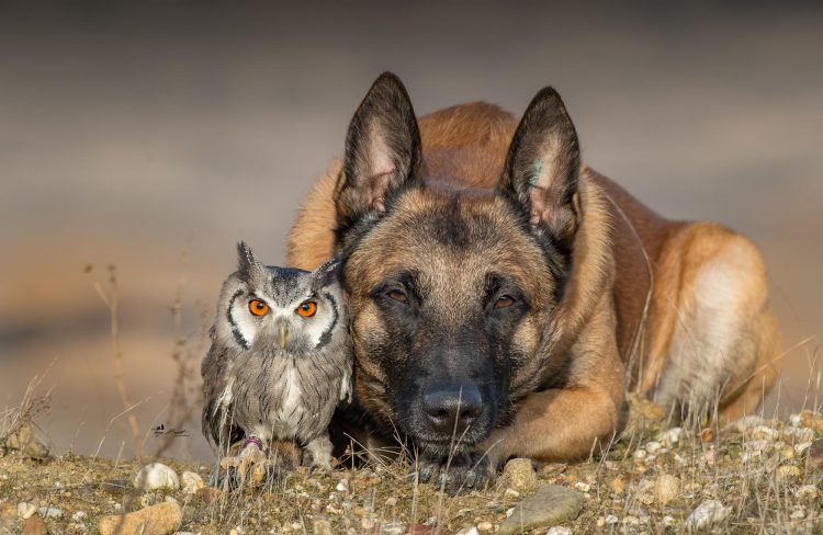 Photos of a Dog Posing Happily With His Owl Friends