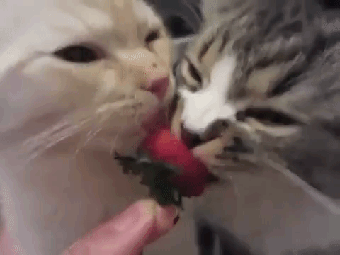 Kittens Share Strawberry