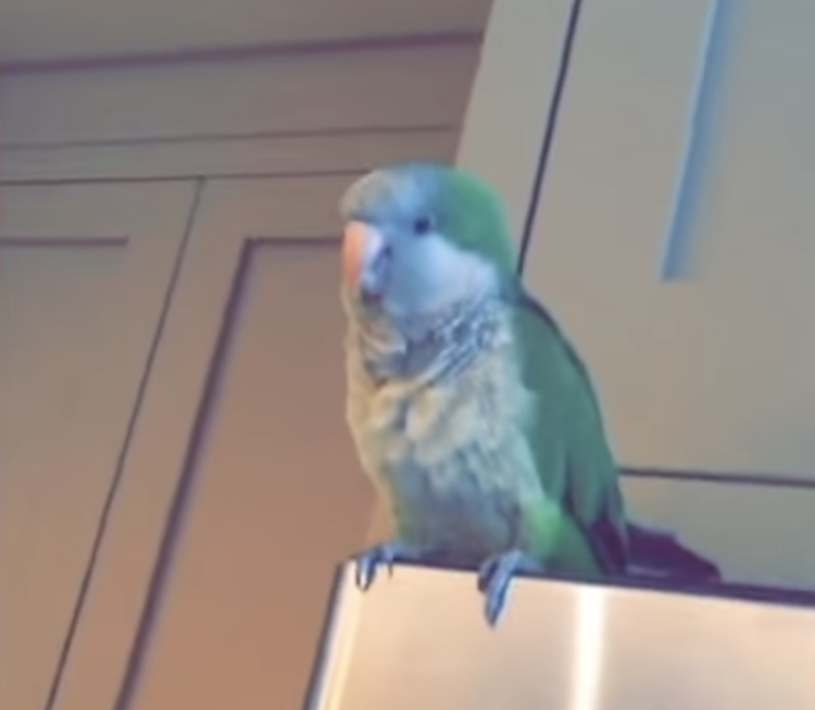 laughing-parrot.png