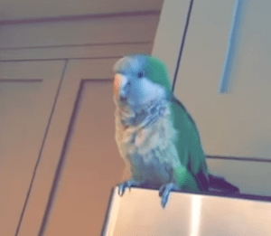 Laughing Parrot