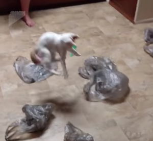 Leaping Cat Grocery Bags