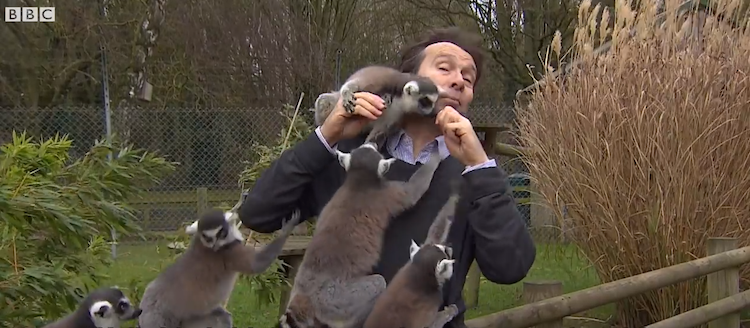 Lemurs BBC Reporter