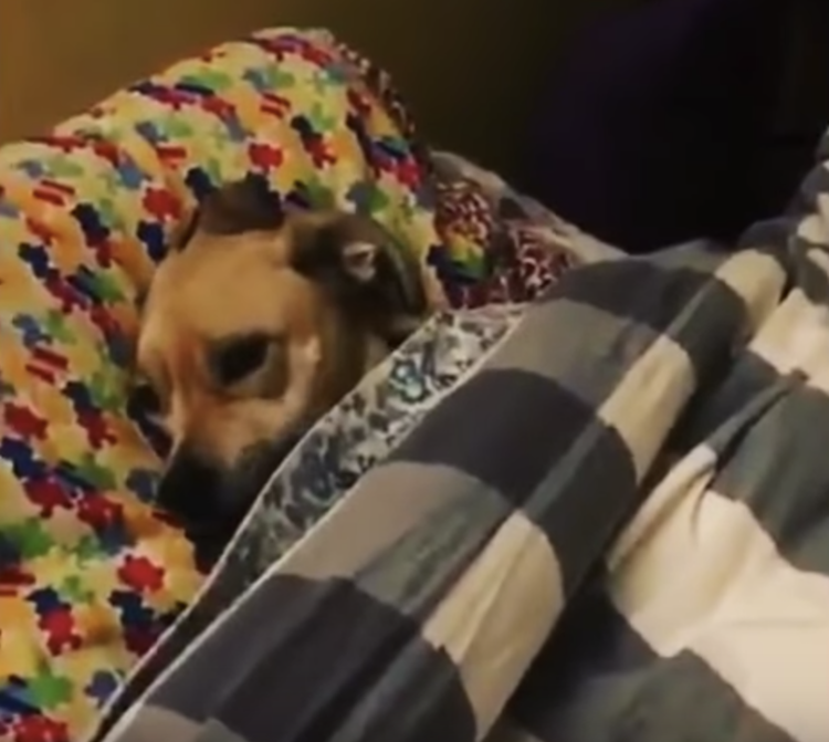 maggie-dog-gets-tucked-in.png