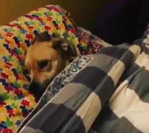 Maggie Dog Gets Tucked In