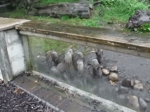 Hungry Otters Jumping