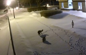 Owl and Fox Face Off in Snow