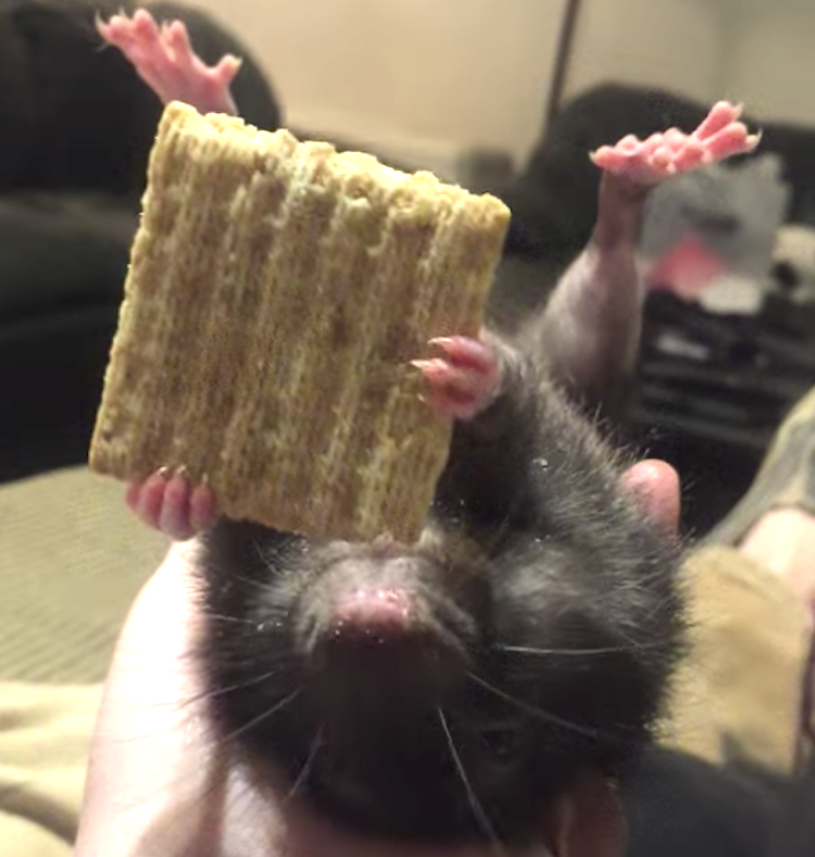 pan-the-special-needs-rat-eating-cracker