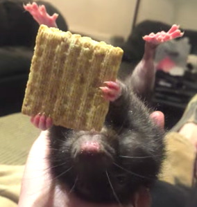 Pan the Special Needs Rat Eating Cracker