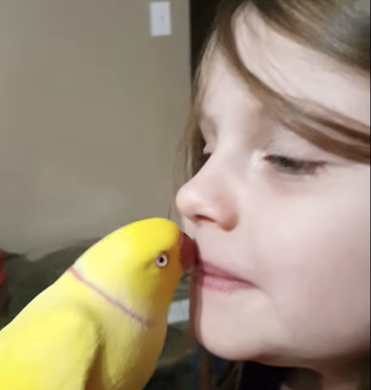 parakeet-kisses-goodnight.png