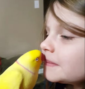 Parakeet Kisses Goodnight