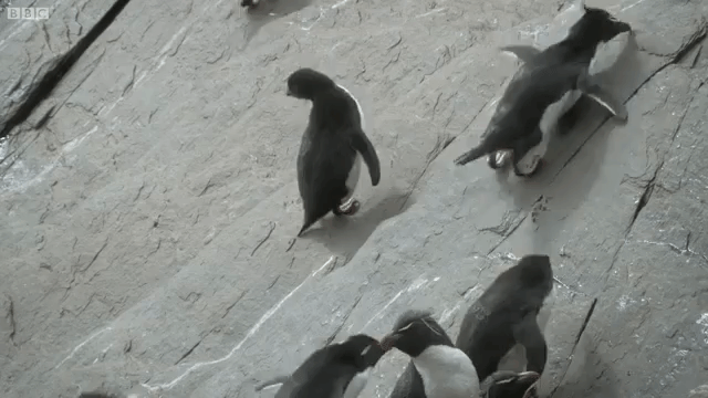 A Waddle of Baby Rockhopper Penguins Hilariously Lose Their Footing as