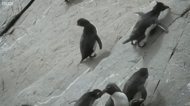 Penguin Sliding Down Cliff