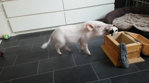 Pig Puts Toys Away
