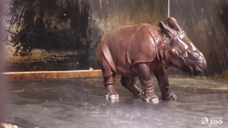 Rhino Showering