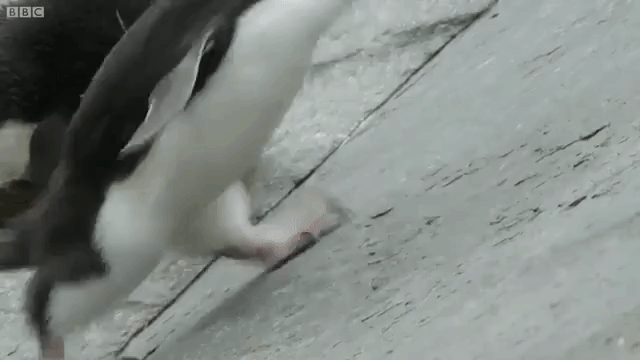 Rockhopper Penguin Sliding