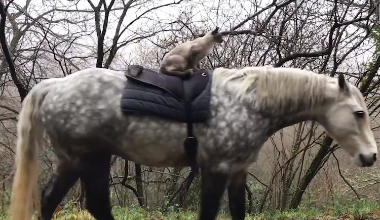 siamese-cat-rides-connemara-pony.png