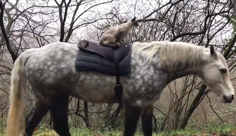 Siamese Cat Rides Connemara Pony