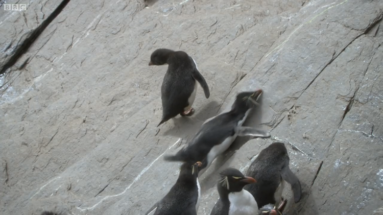 Sliding Rockhopper Penguins
