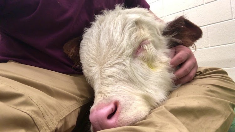 Snoring Baby Cow at Vet