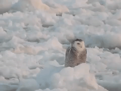 Snowy Owl Ice Floe Lake Ontario
