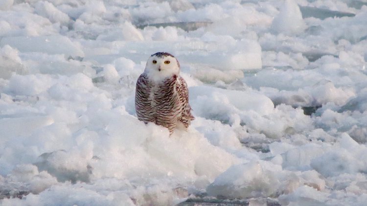 snowy-owl-on-ice-floe.jpg