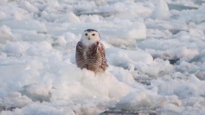 Snowy Owl on Ice Floe