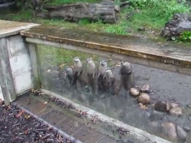 standing-hungry-otters.png