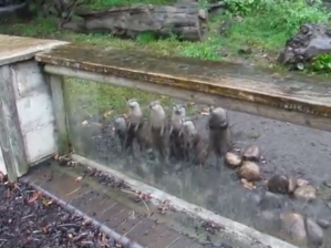 Standing Hungry Otters