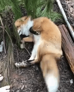 Tail Wagging Fox Belly Rub